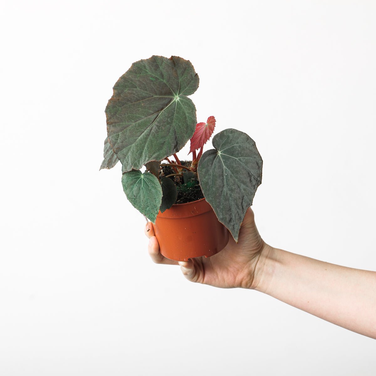 Begonia pavonina leaf glowing electric blue under angled light