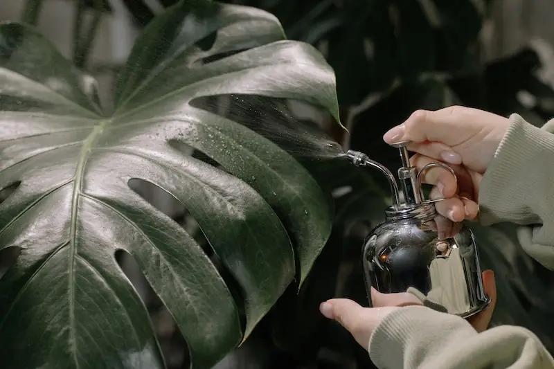 Misting a large Monstera leaf