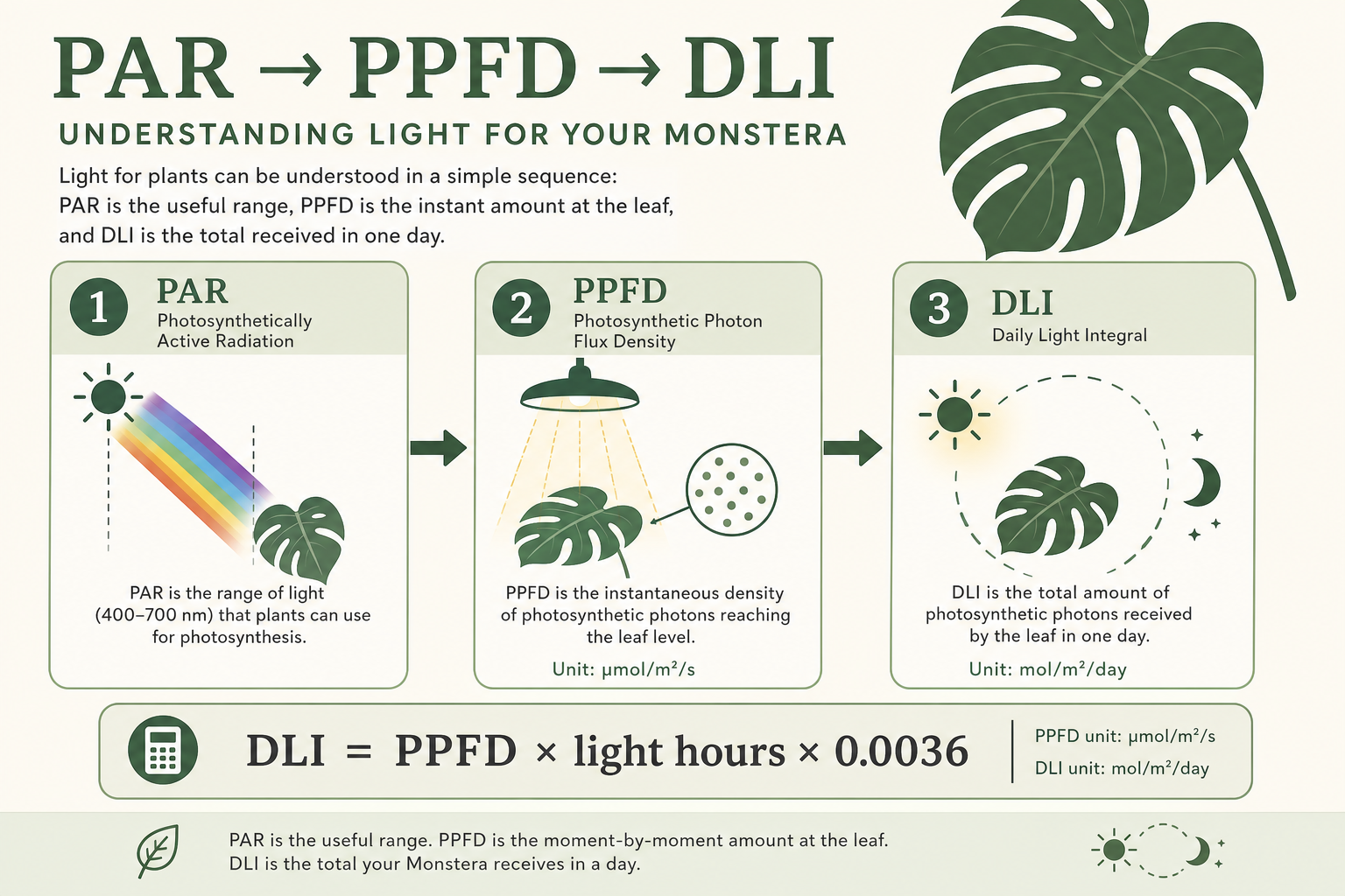 Infographic showing PAR, PPFD and DLI as a light-measurement sequence for a Monstera.