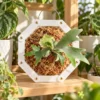 White Octagonal Plant Mount Lifestyle